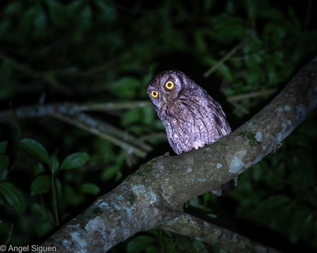 výreček neotropický - ML644310013