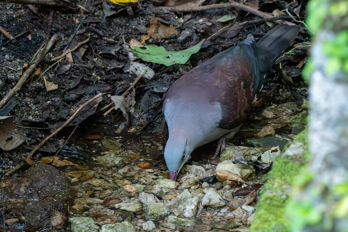 Fahlbauch-Fruchttaube - ML644310016