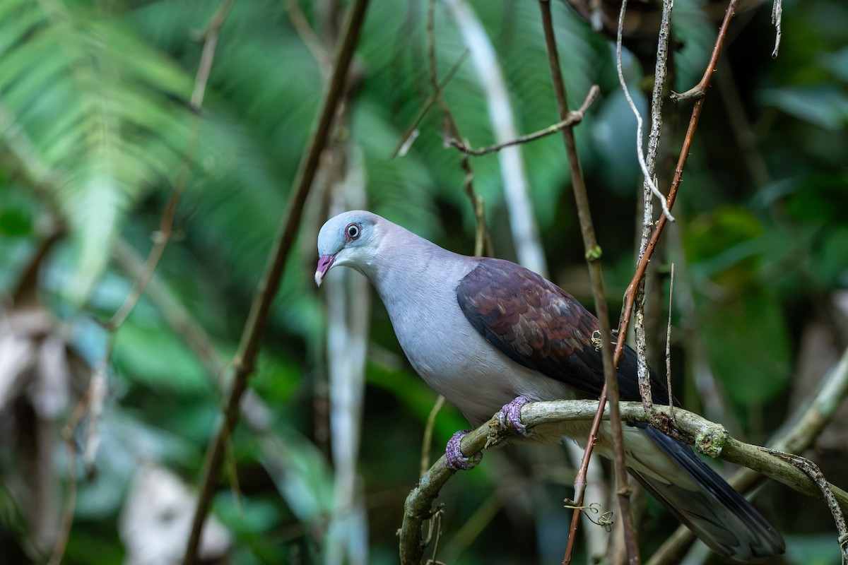 Fahlbauch-Fruchttaube - ML644310017