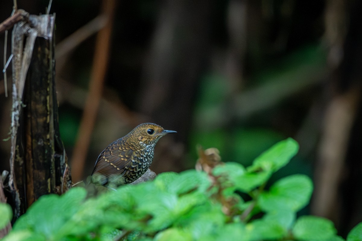 Pygmy Cupwing - ML644310020