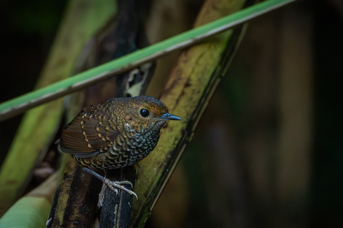 Pygmy Cupwing - ML644310021