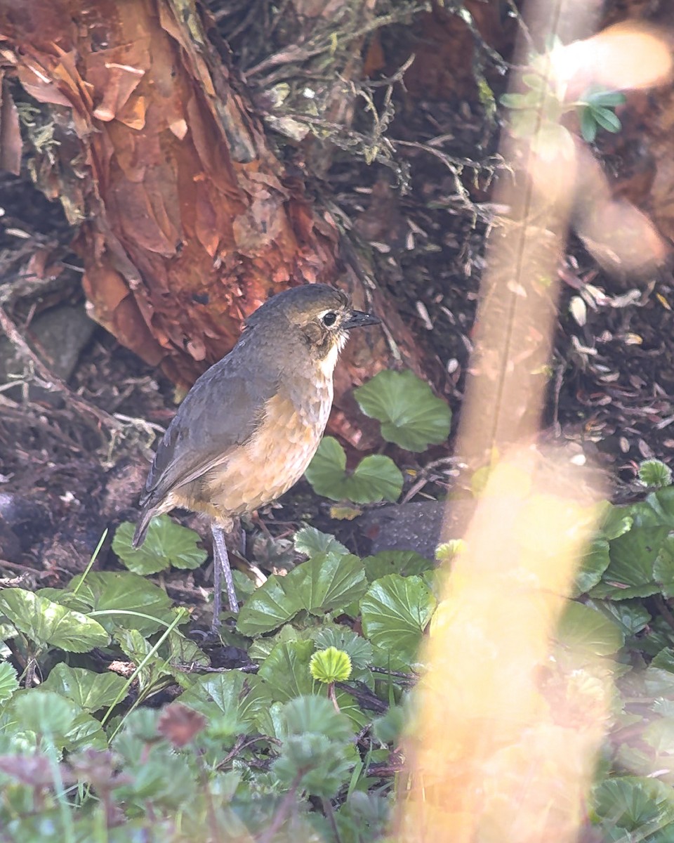Tawny Antpitta - ML644310035