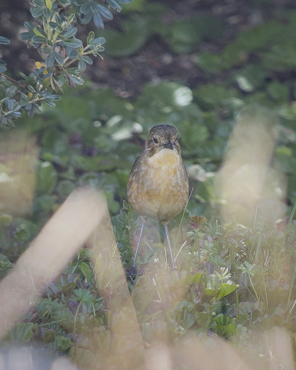 Tawny Antpitta - ML644310036