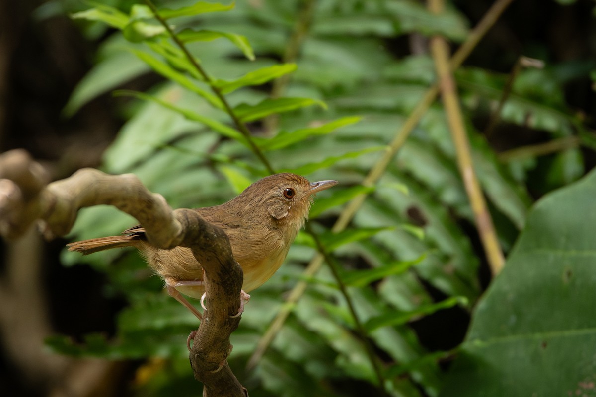 Buff-breasted Babbler - ML644310040