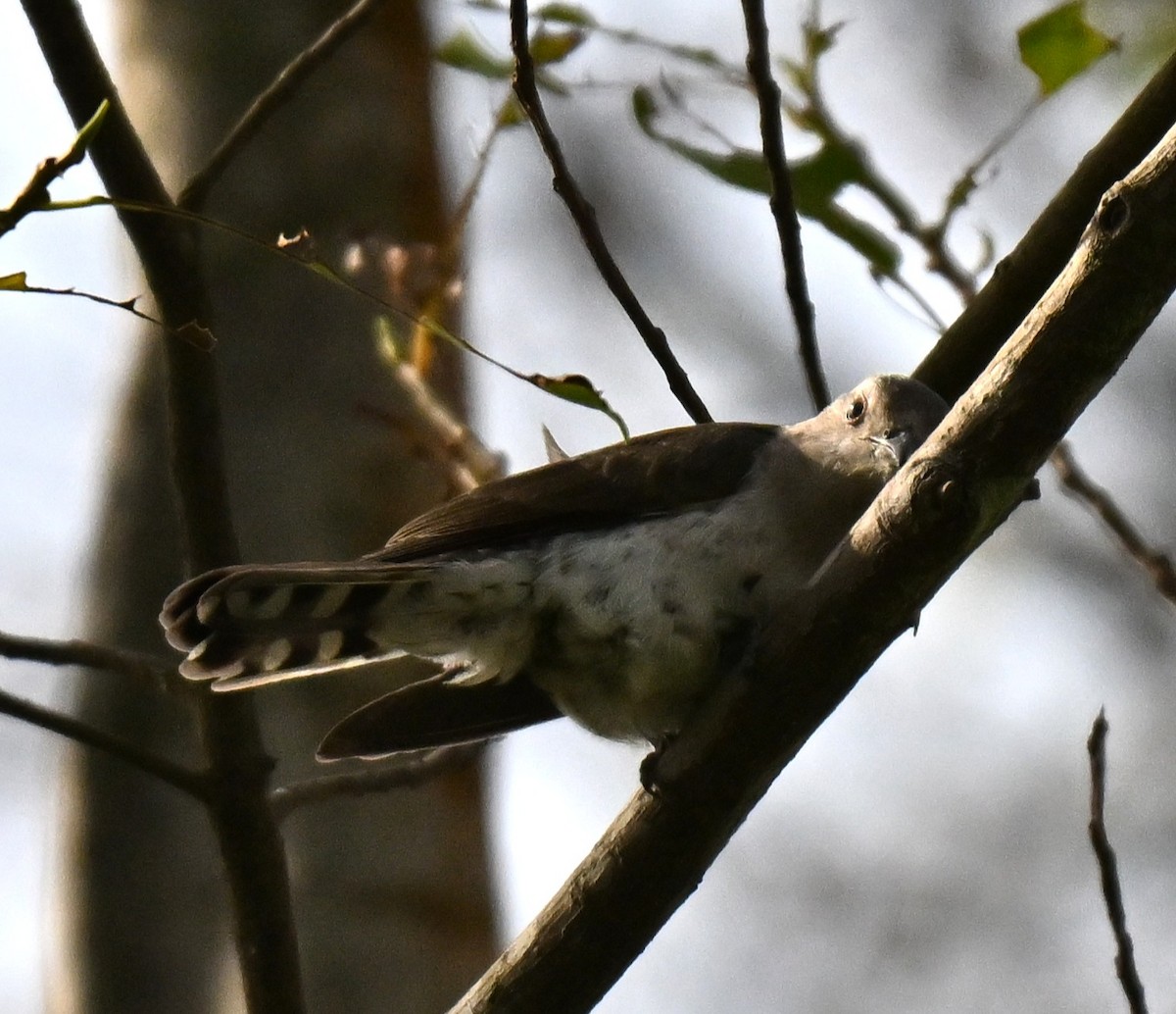 pygmégjøk - ML644310042