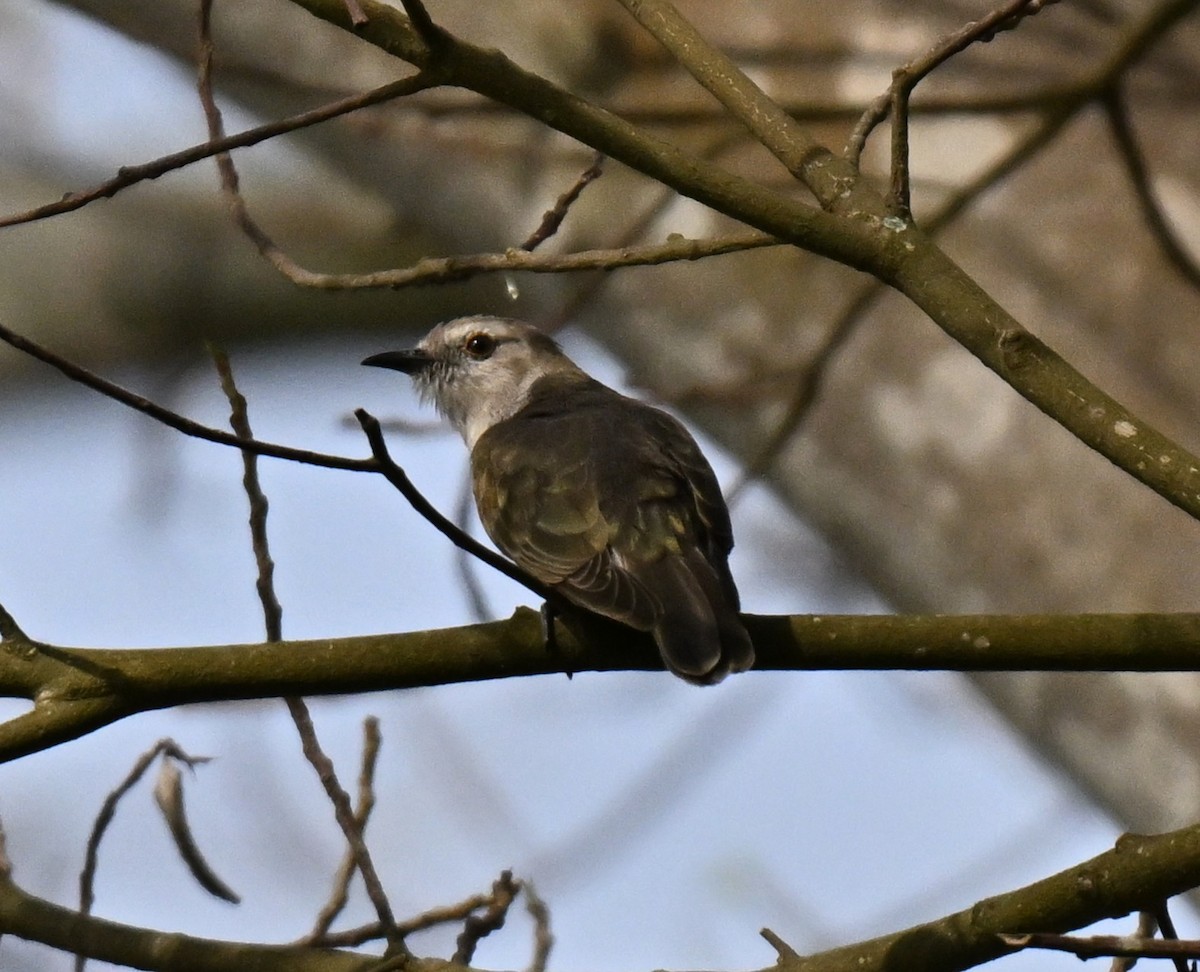 pygmégjøk - ML644310043