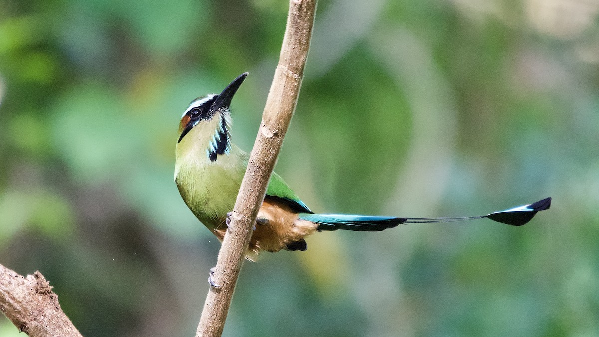 Момот рудочеревий - ML644310048