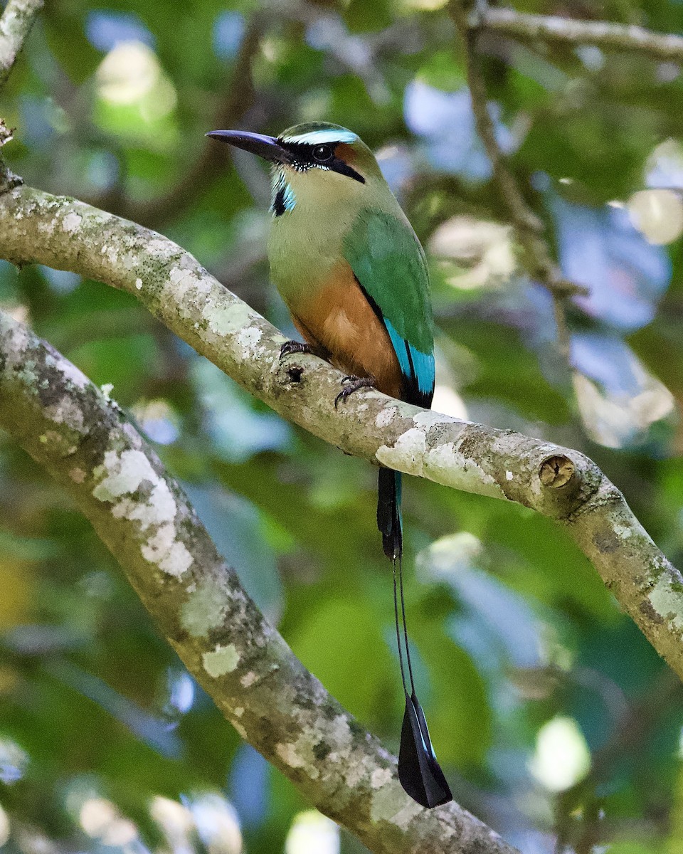 Момот рудочеревий - ML644310049