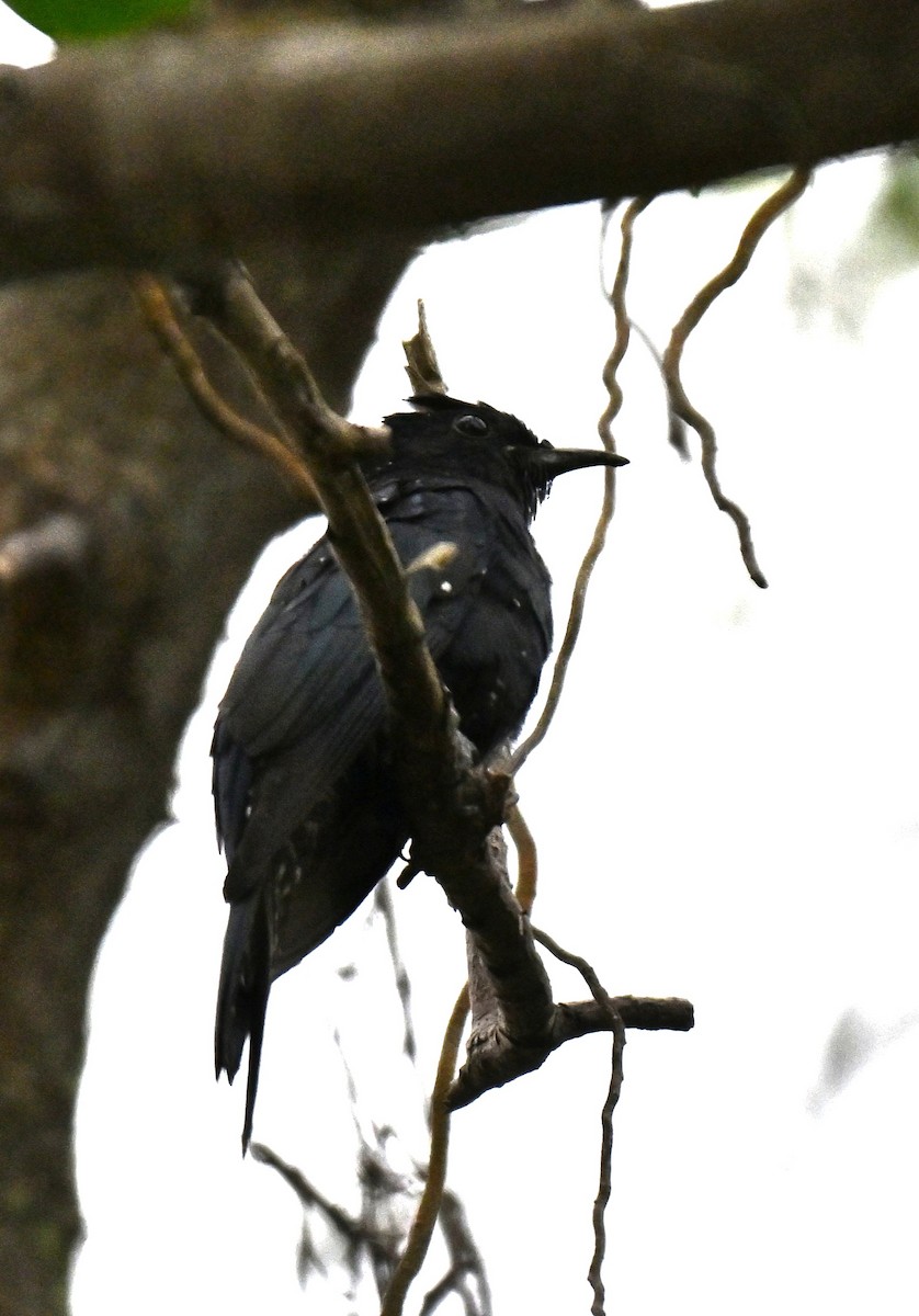 Square-tailed Drongo-Cuckoo - ML644310051