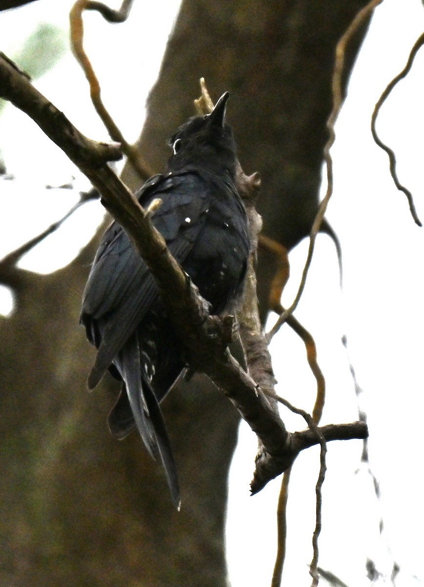 Square-tailed Drongo-Cuckoo - ML644310052
