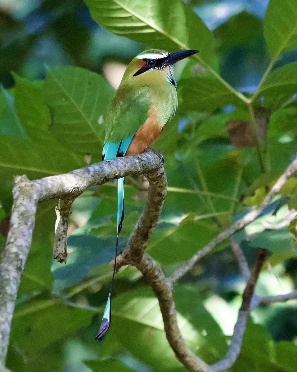 Момот рудочеревий - ML644310055