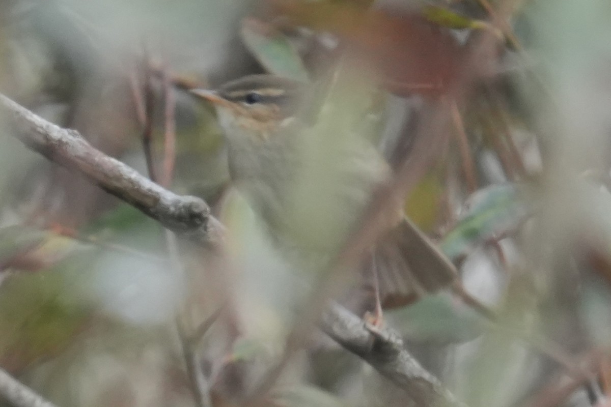 Dusky Warbler - ML644310056