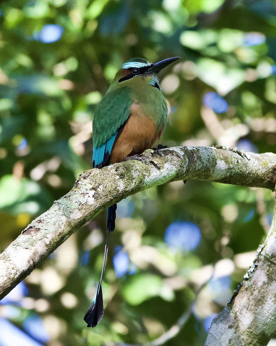 Момот рудочеревий - ML644310060