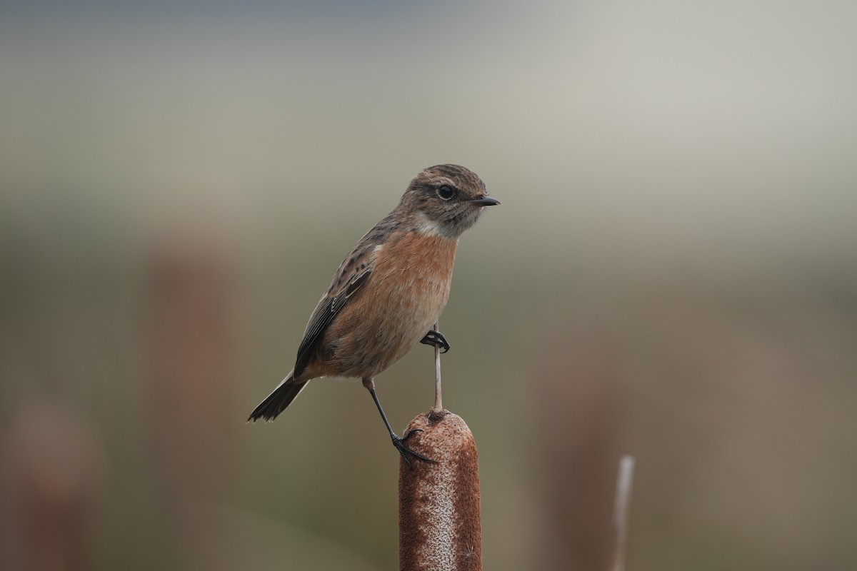 European Stonechat - ML644310061