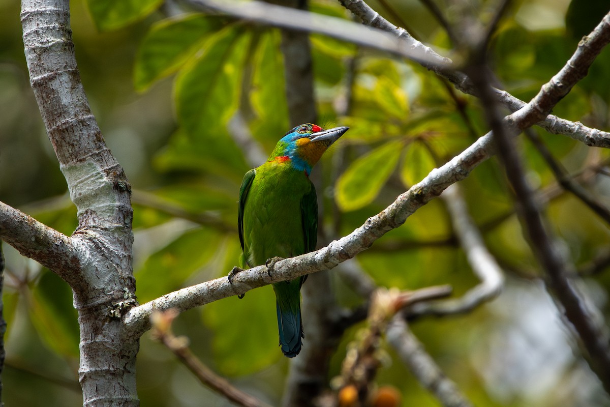 Barbudo Cejinegro - ML644310072