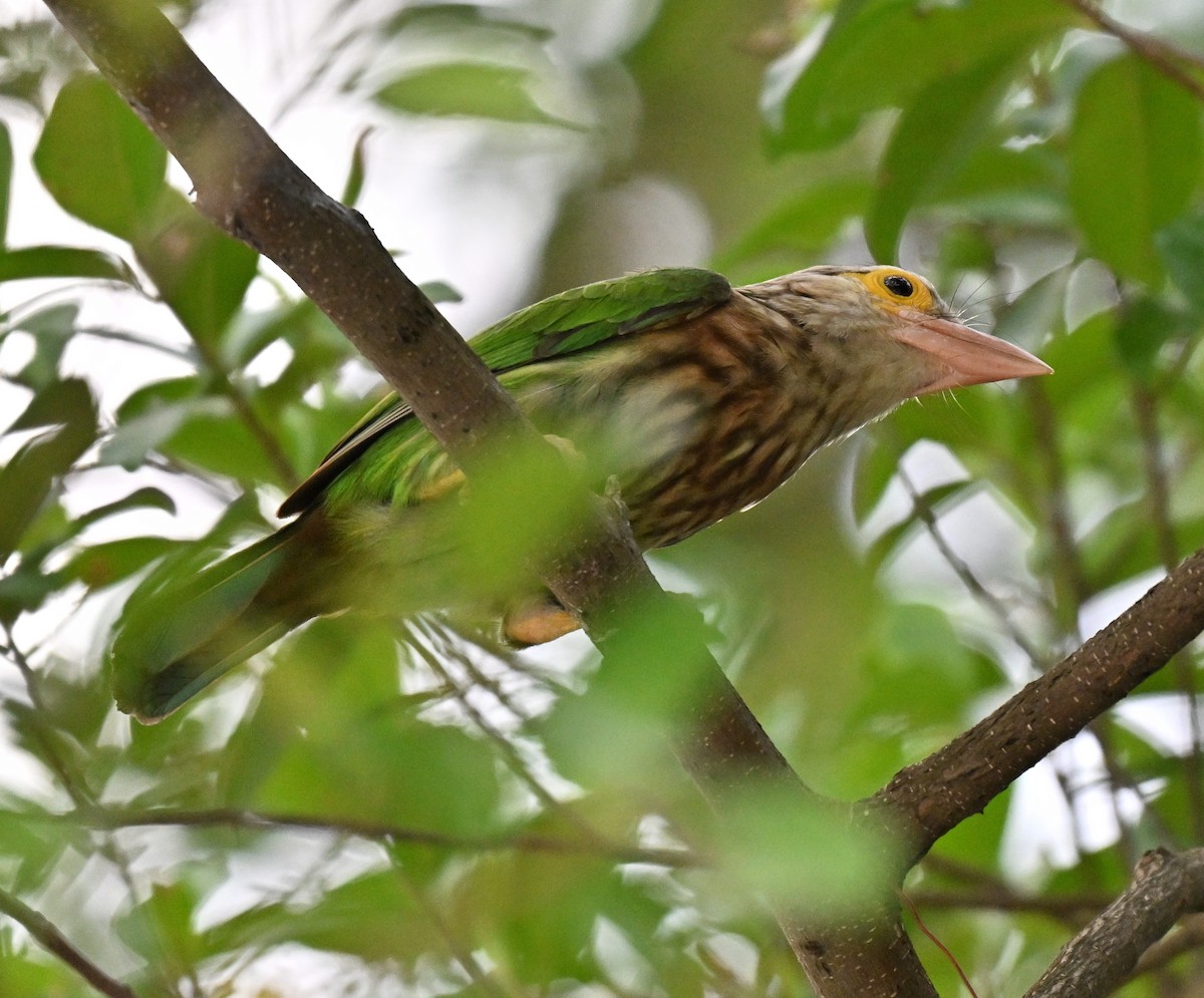 シロボシオオゴシキドリ - ML644310075