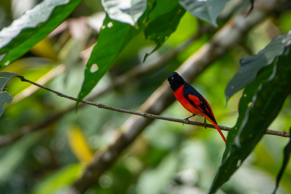 Scarlet Minivet - ML644310077
