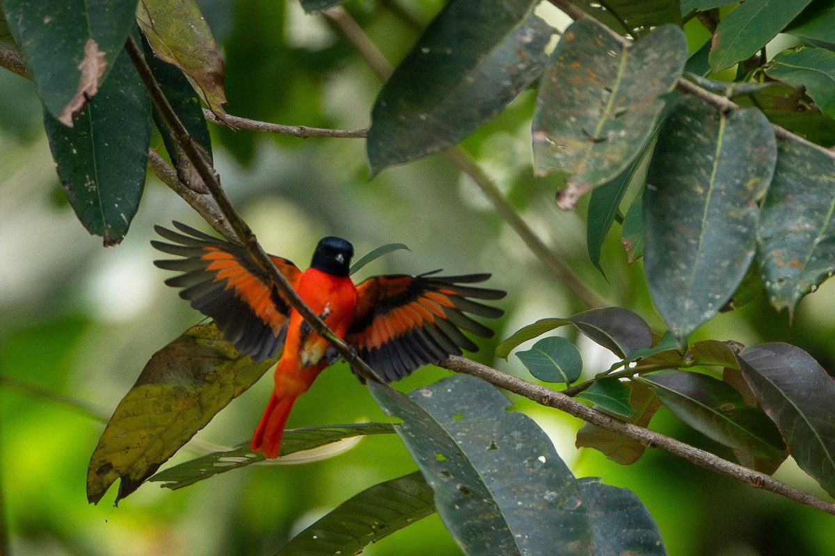 Scarlet Minivet - ML644310078