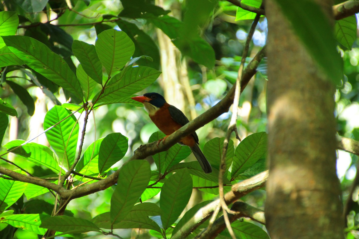 Yeşil Sırtlı Yalıçapkını - ML644310080