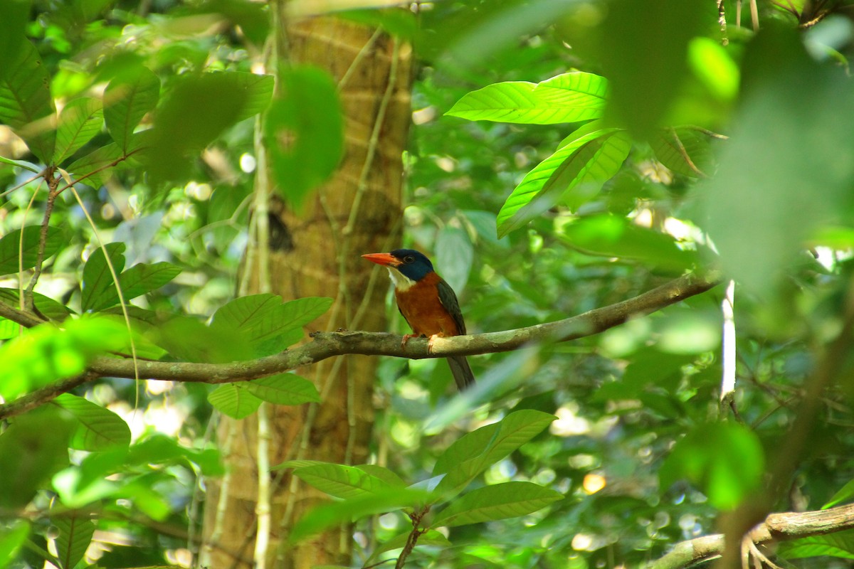 Yeşil Sırtlı Yalıçapkını - ML644310081