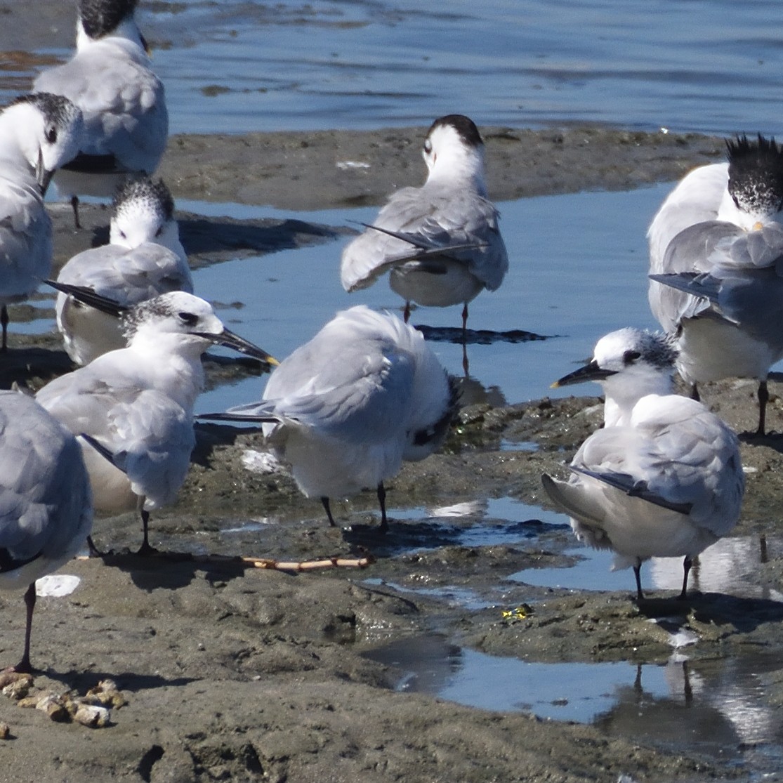 Kara Gagalı Sumru - ML644310084