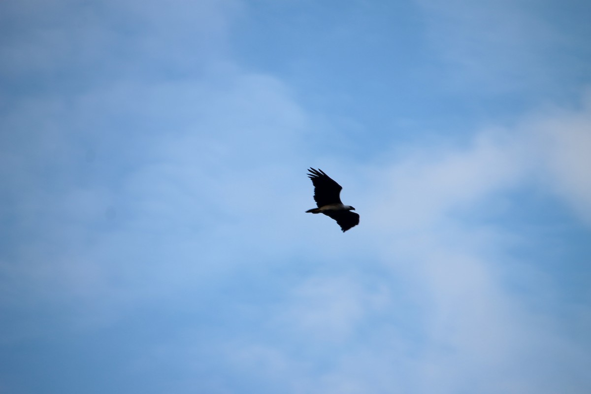 Gray-headed Fish-Eagle - ML644310086