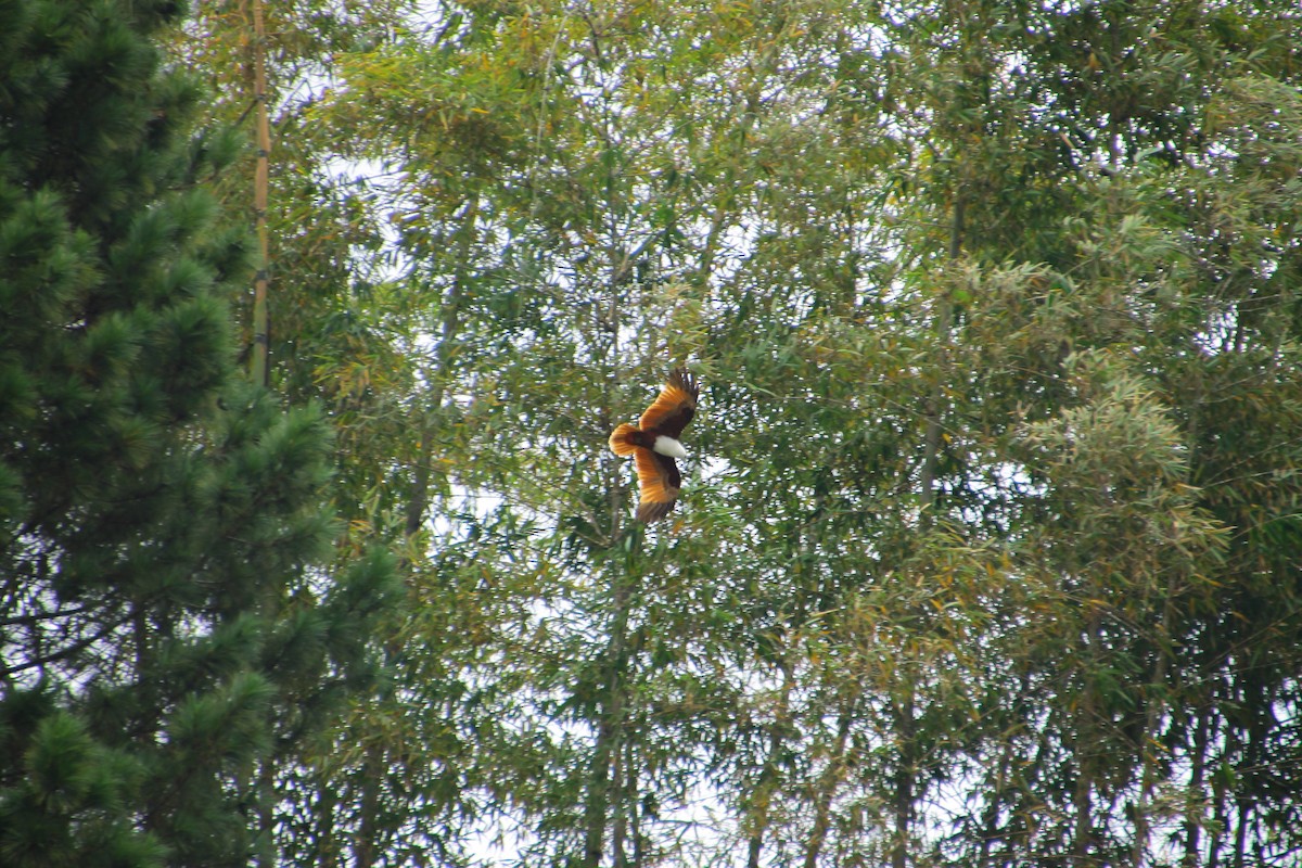 Brahminy Kite - ML644310093