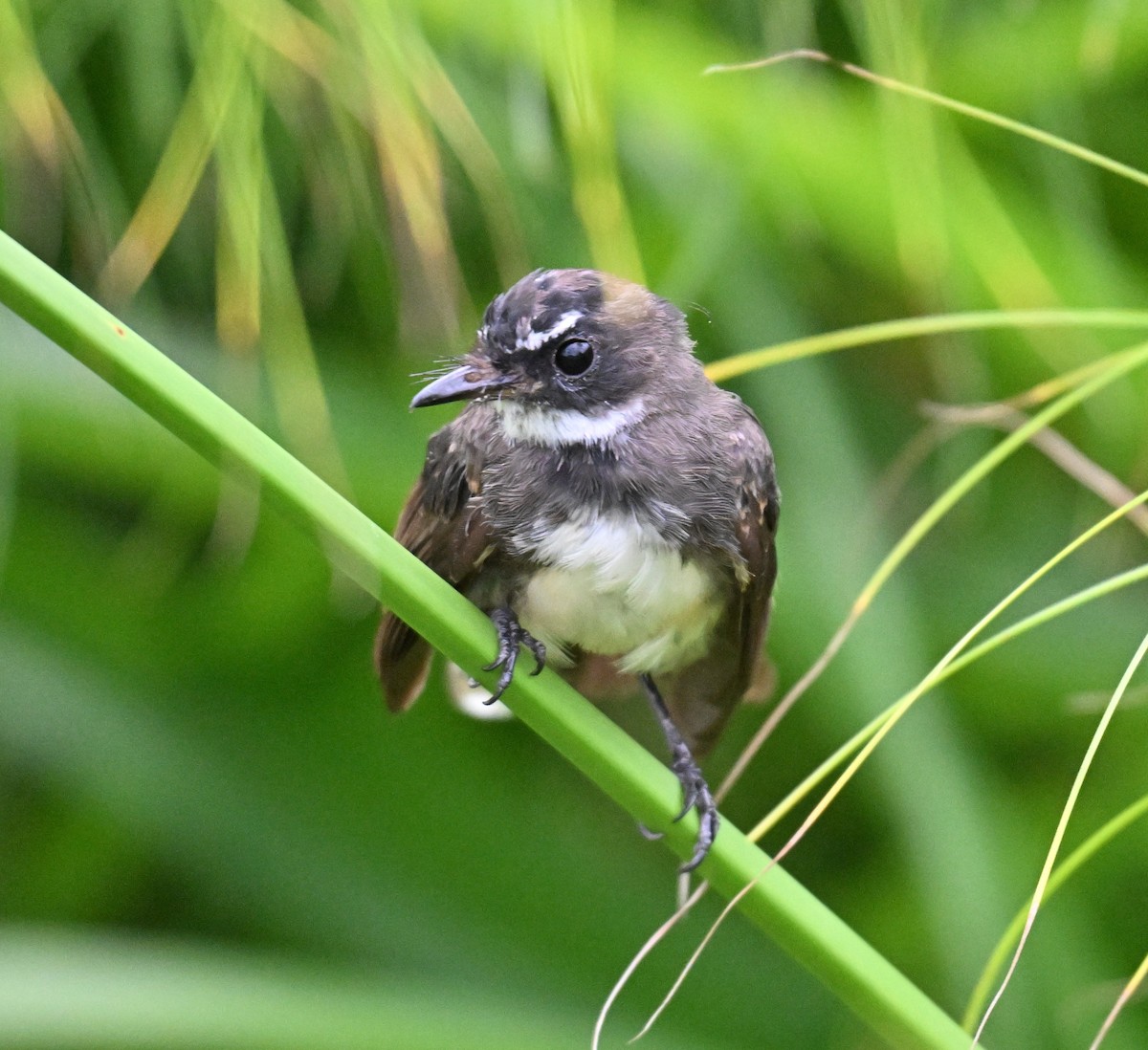 Malaysian Pied-Fantail - ML644310096