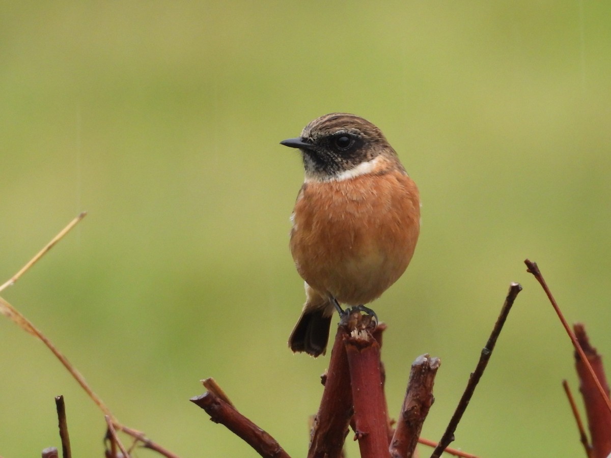 European Stonechat - ML644310097