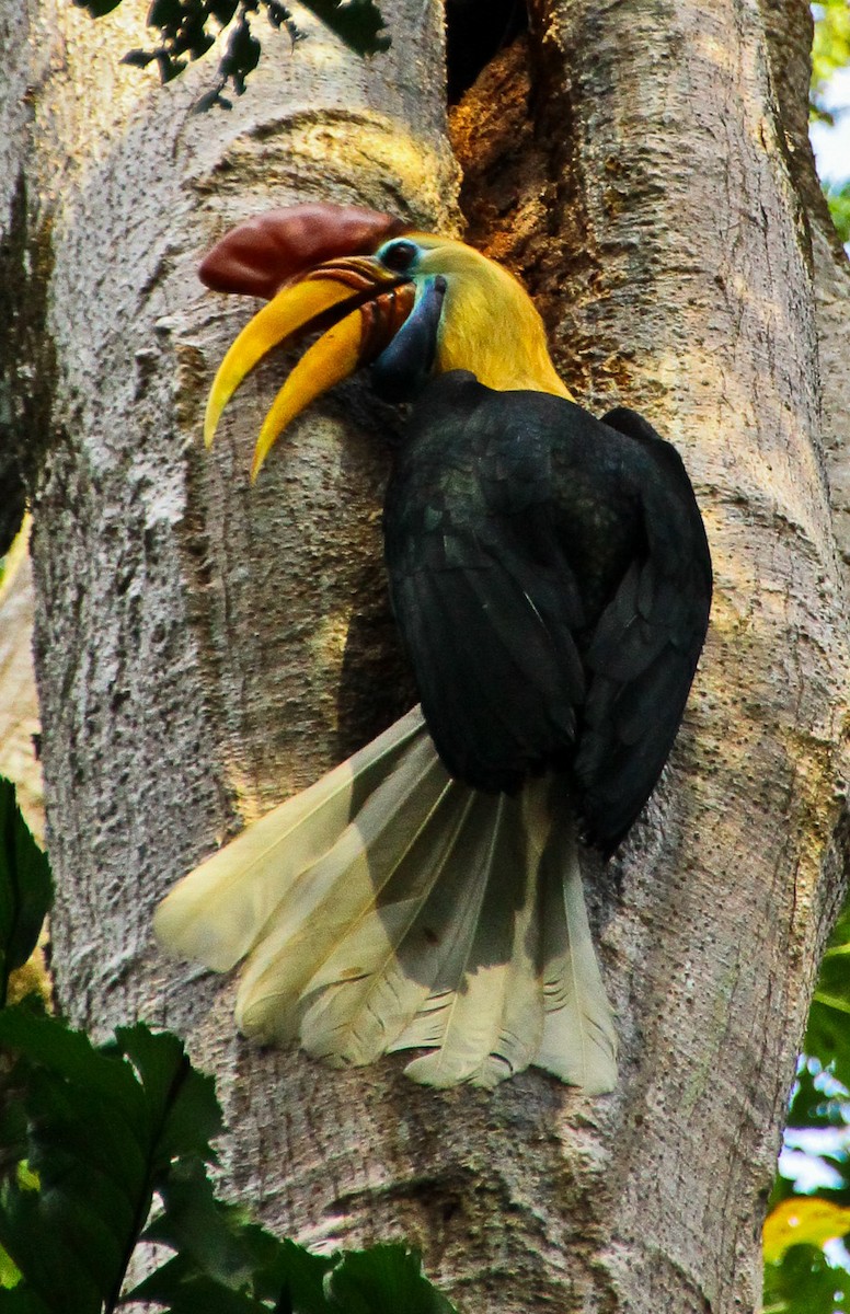 カオジロサイチョウ - ML644310101