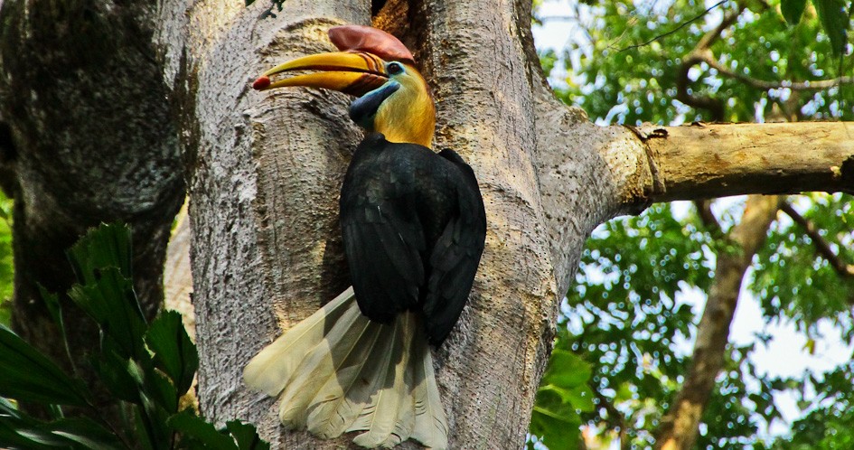 カオジロサイチョウ - ML644310102