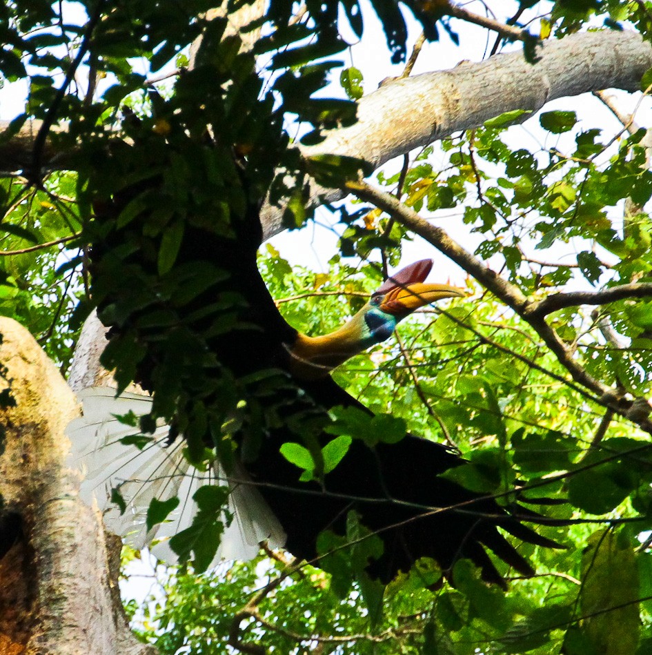 カオジロサイチョウ - ML644310103