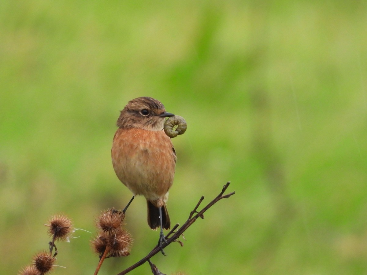 European Stonechat - ML644310112
