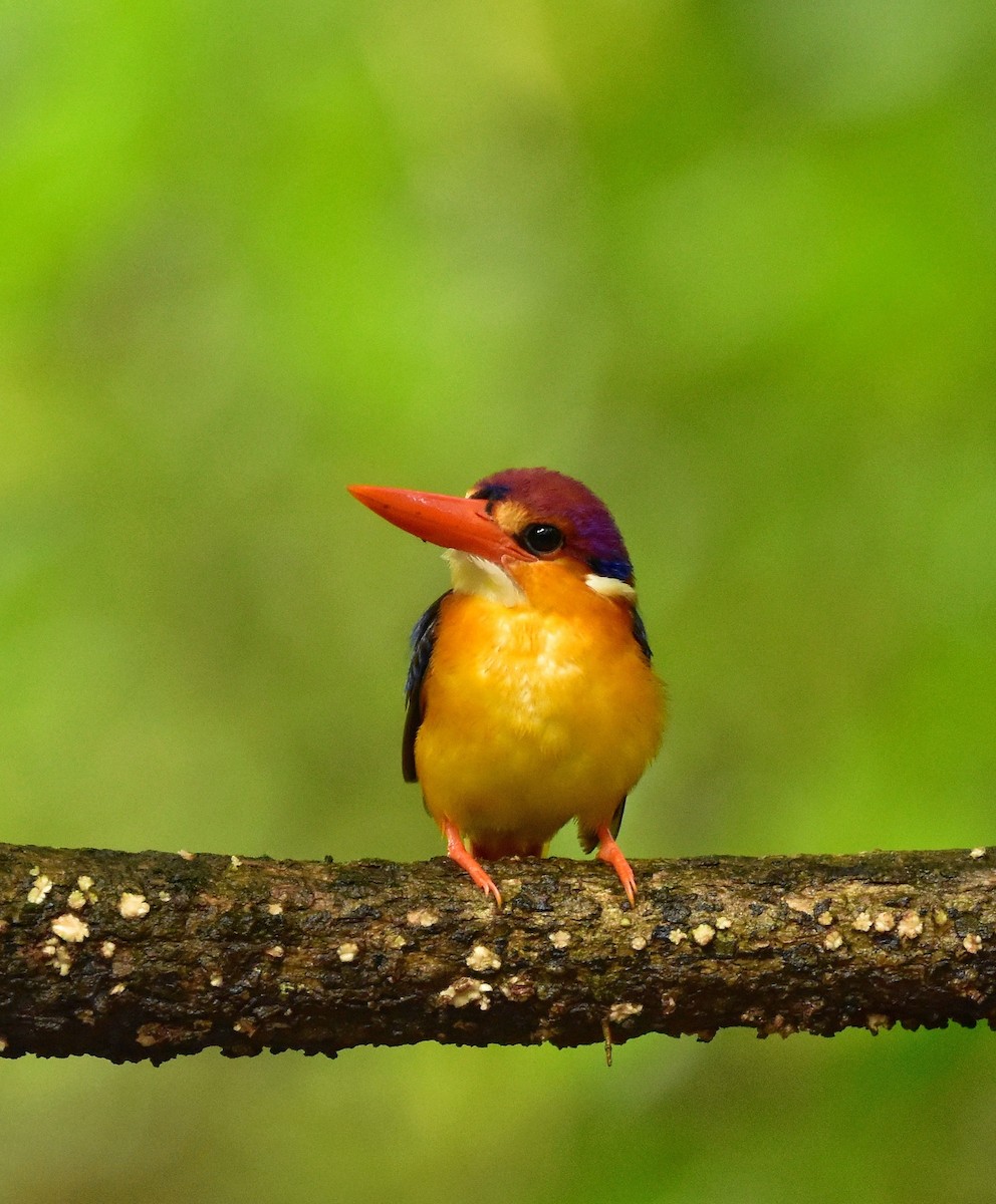 Black-backed Dwarf-Kingfisher - ML644310117