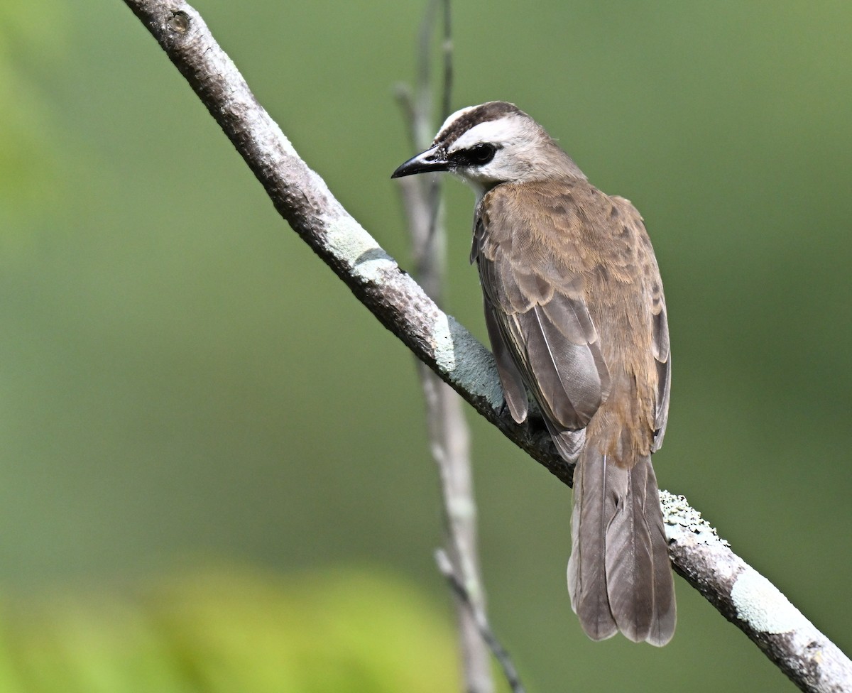 Schwarzzügelbülbül - ML644310122