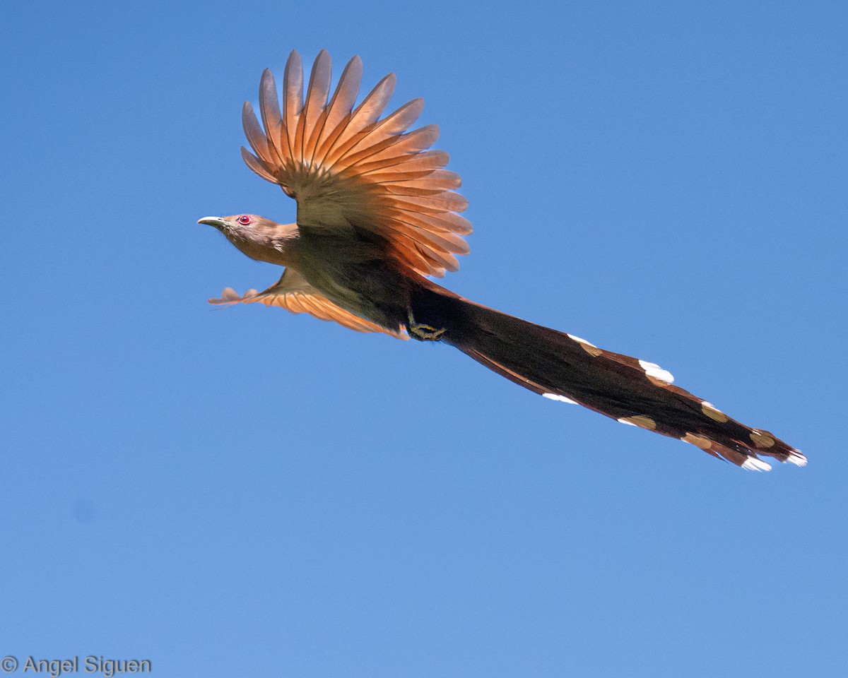 kukačka veverčí - ML644310130