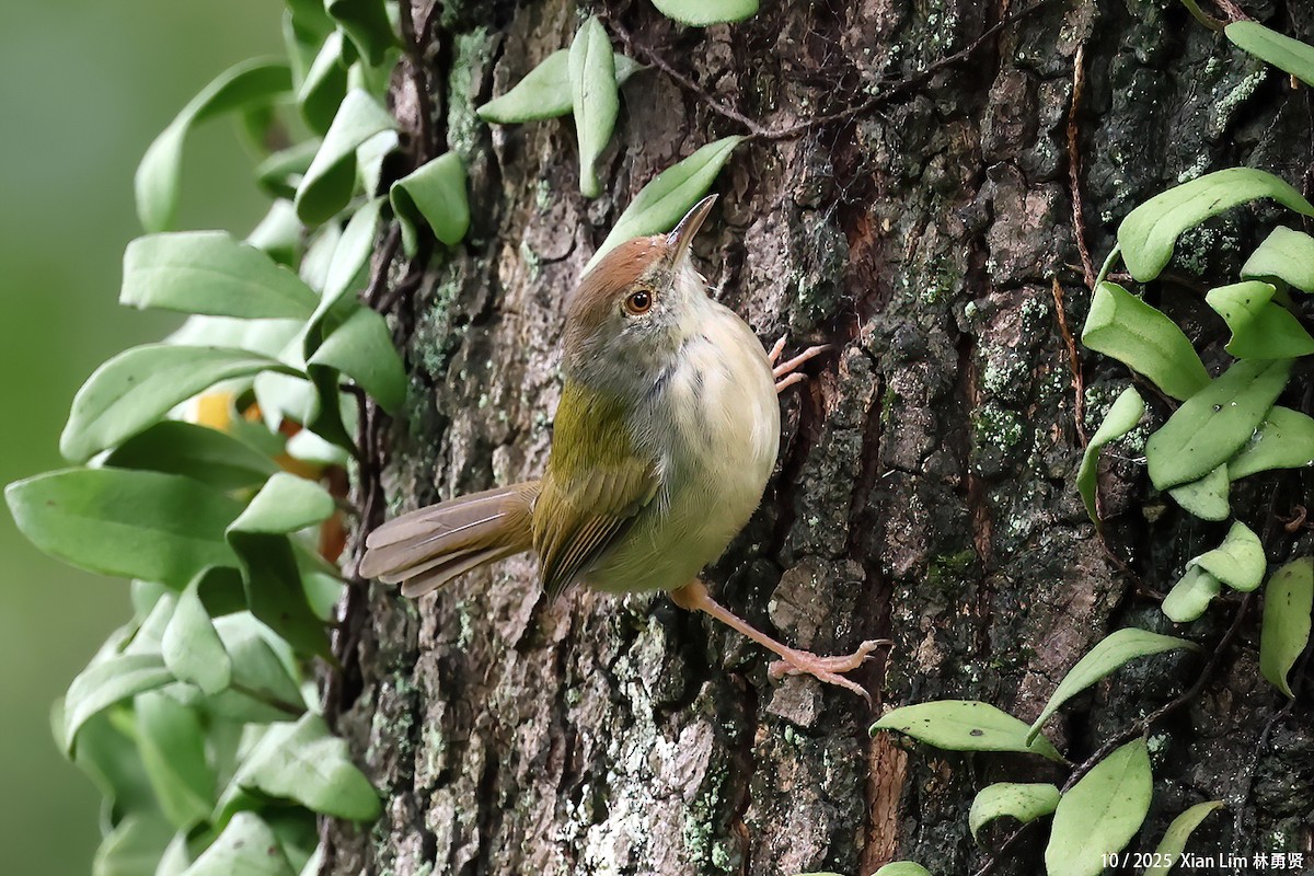 langstjertskredderfugl - ML644310131