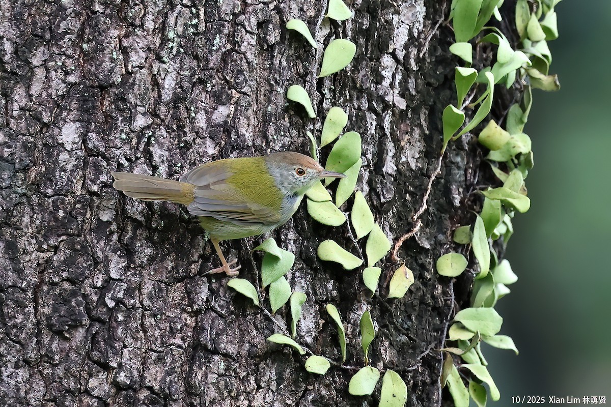 langstjertskredderfugl - ML644310132