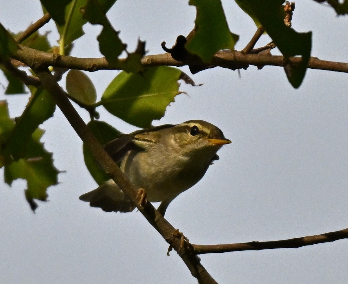 Arctic Warbler - ML644310140