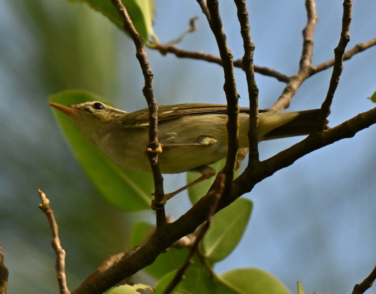 Arctic Warbler - ML644310141
