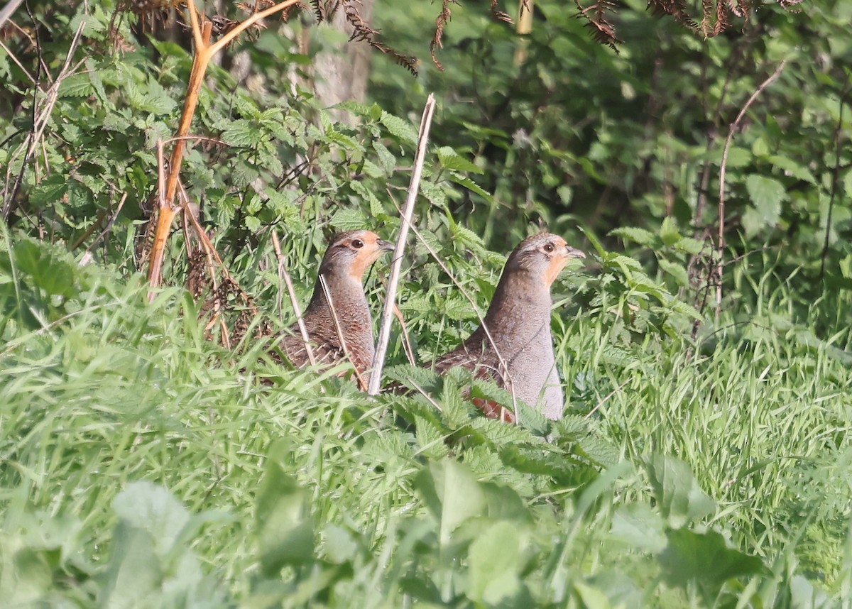 rapphøne - ML644310147