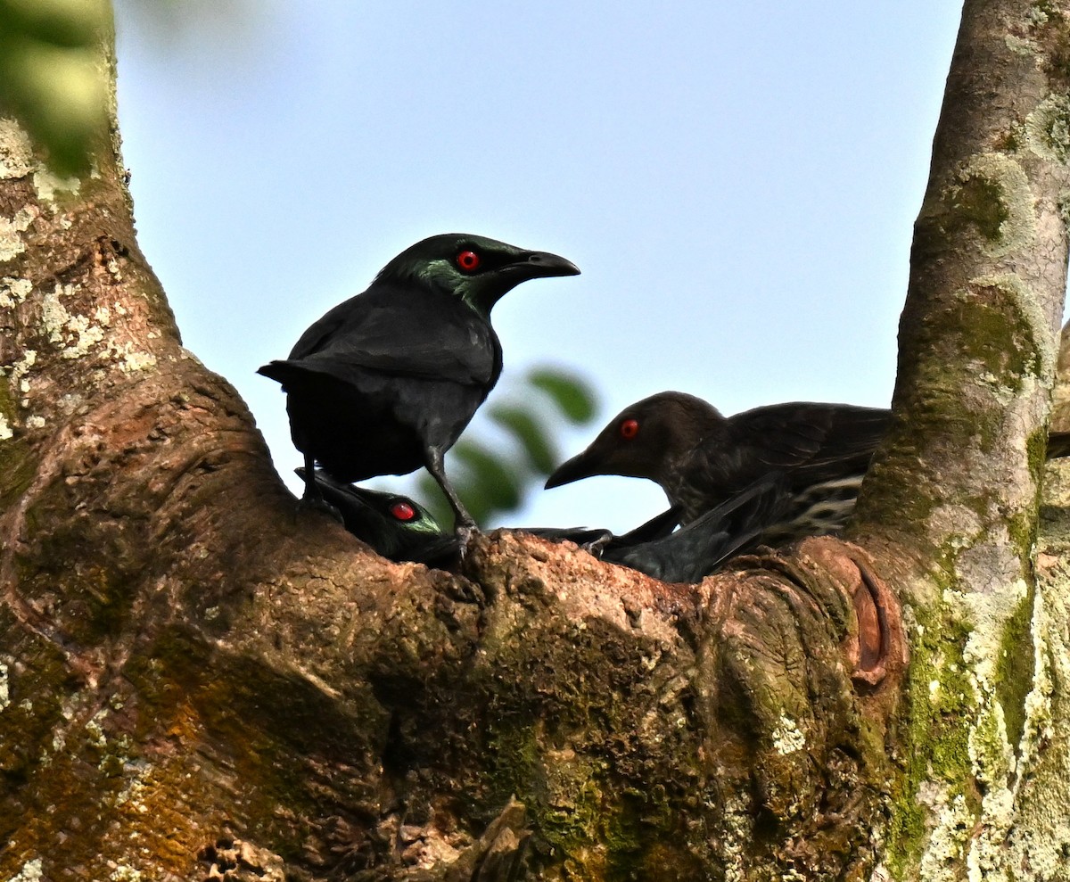 špaček rudooký - ML644310148