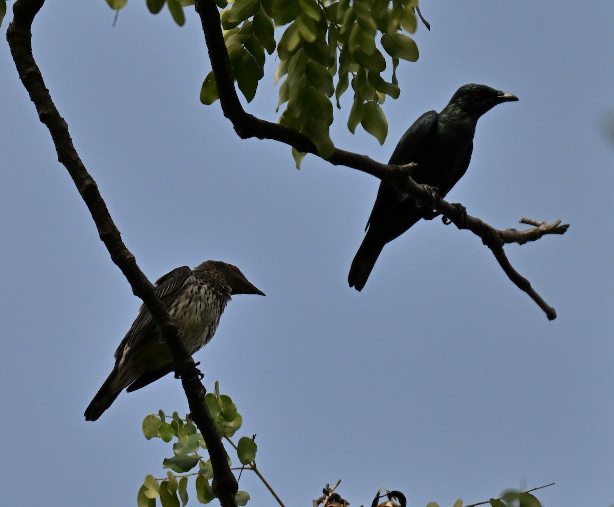 špaček rudooký - ML644310149