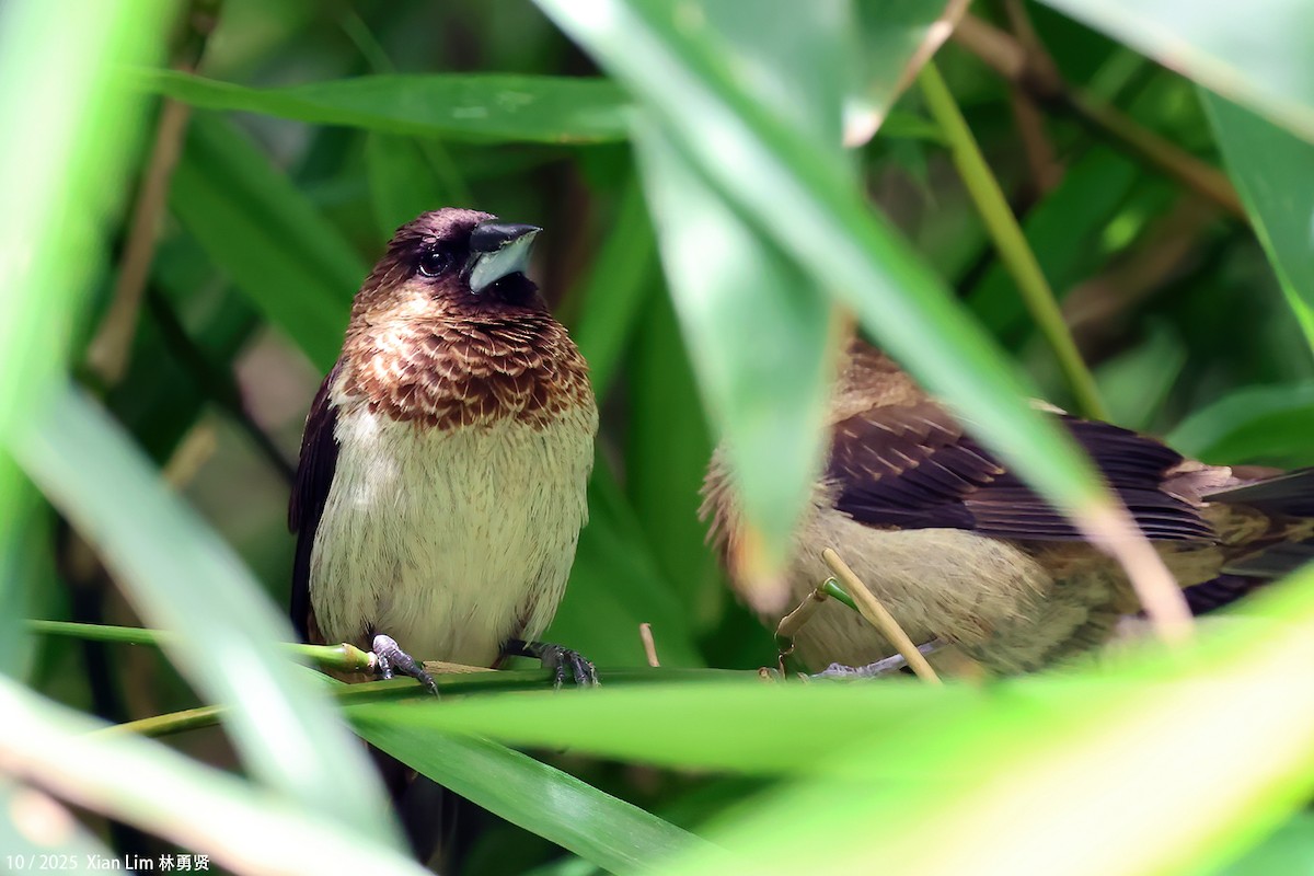 White-rumped Munia - ML644310150