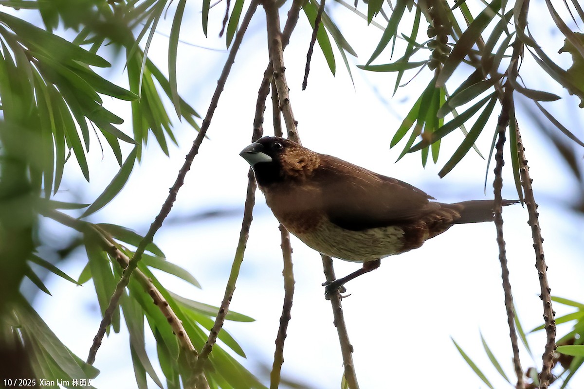 White-rumped Munia - ML644310151