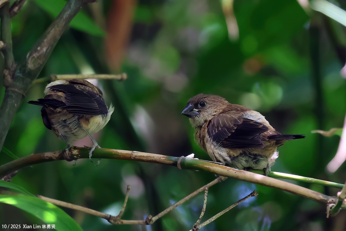White-rumped Munia - ML644310152