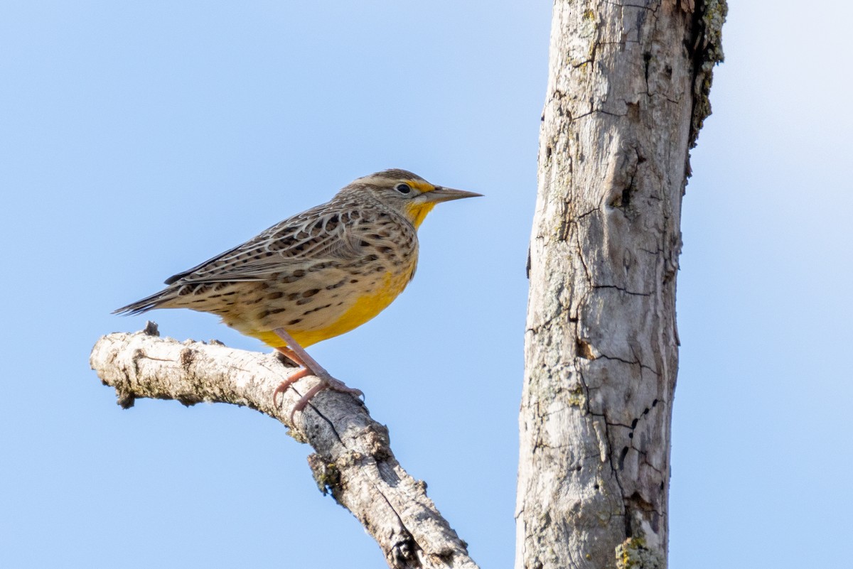 prærielerketrupial - ML644310153