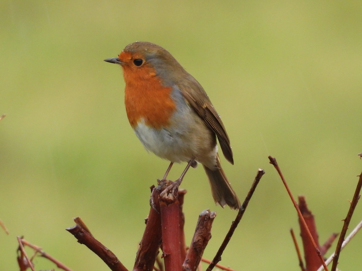European Robin - ML644310159