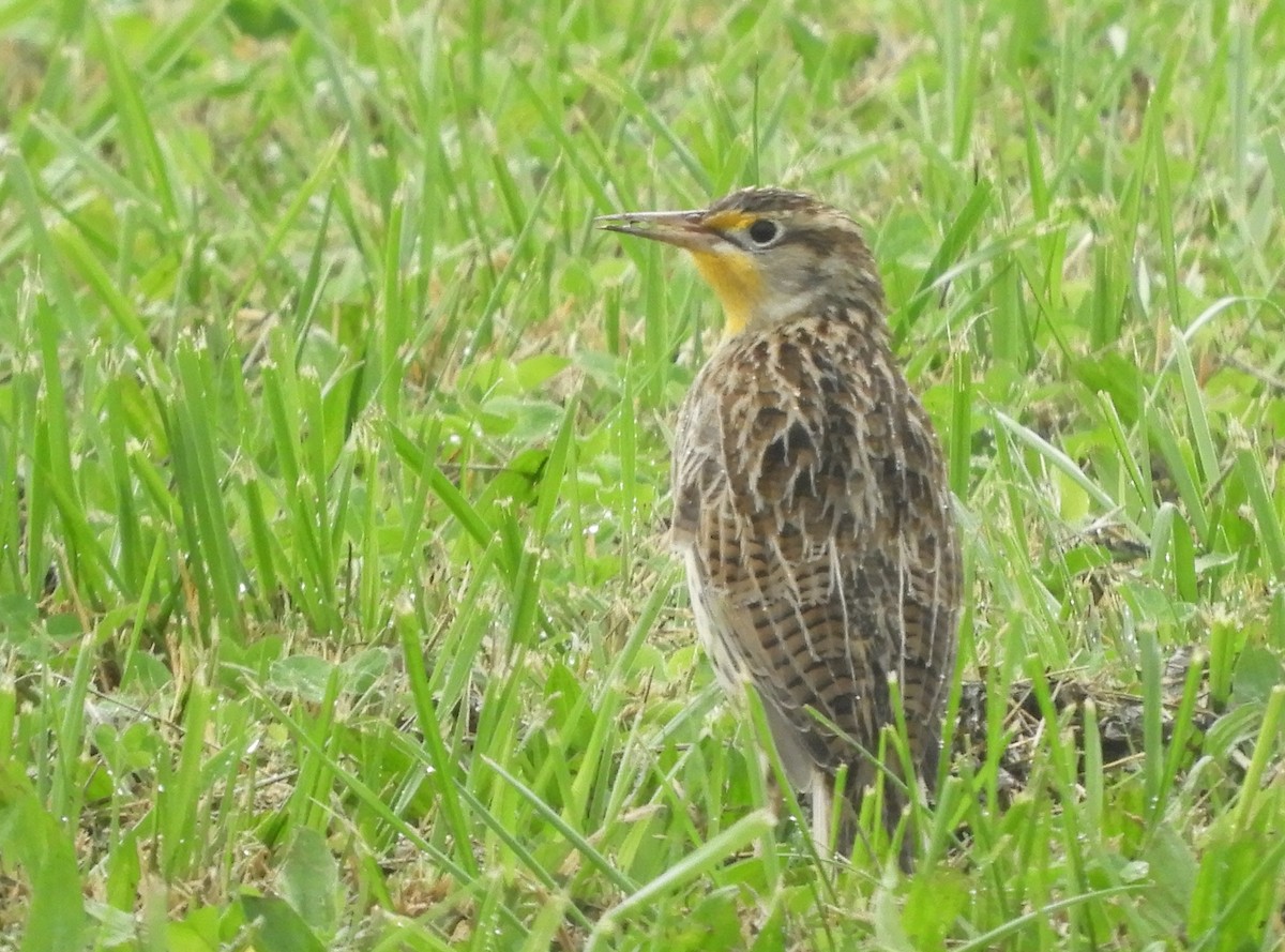 prærielerketrupial - ML644310175