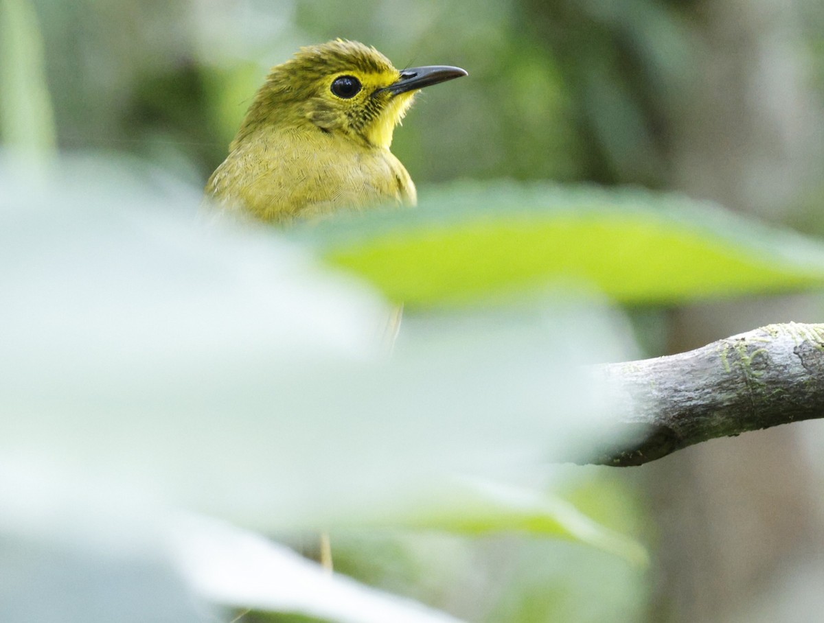 Yellow-browed Bulbul - ML644310186